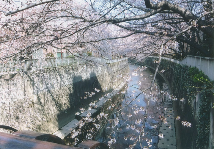 小滝橋の桜です