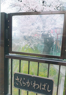 東中野駅前の桜です