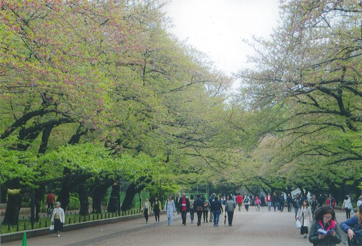 上野の桜はもう終わってました