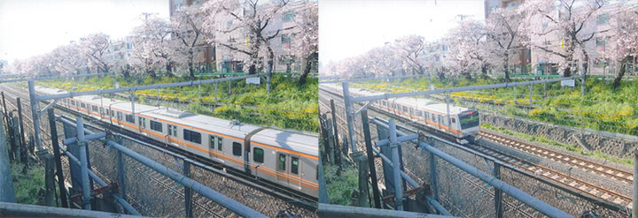 東中野の桜と菜の花です