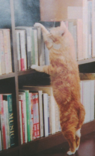 猫が読みたい本を取り出してます