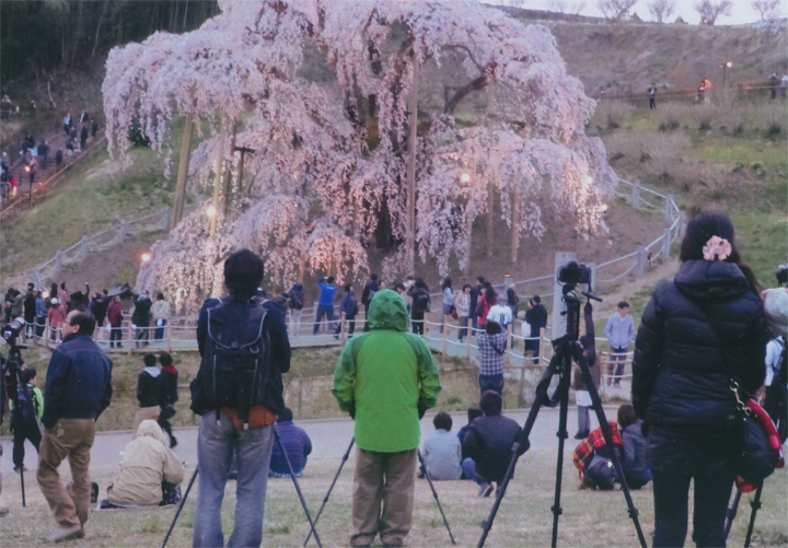 三春の「滝桜」です
