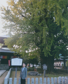 樹齢500年のイチョウの木です