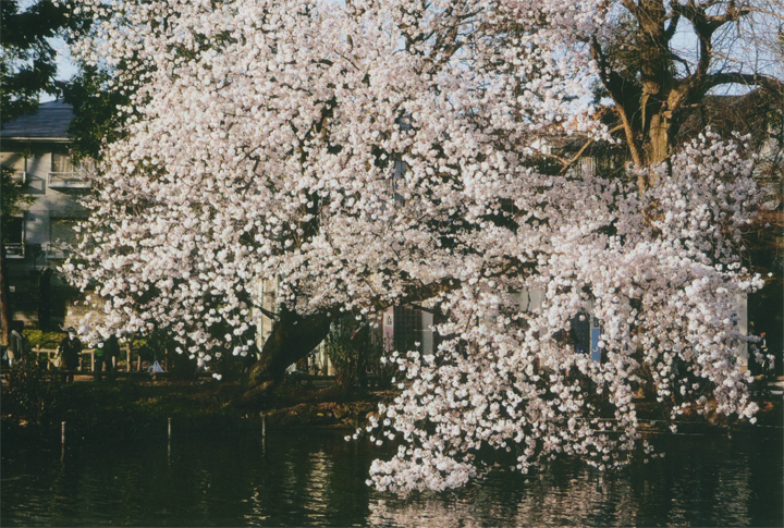 水面まで桜が…