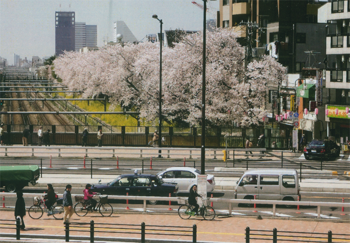 東中野名物の桜と菜の花です